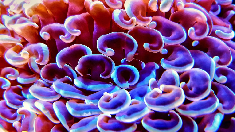 The Beautiful Corals of the Tropics