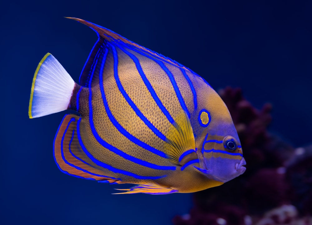 A beautiful fish for saltwater aquariums