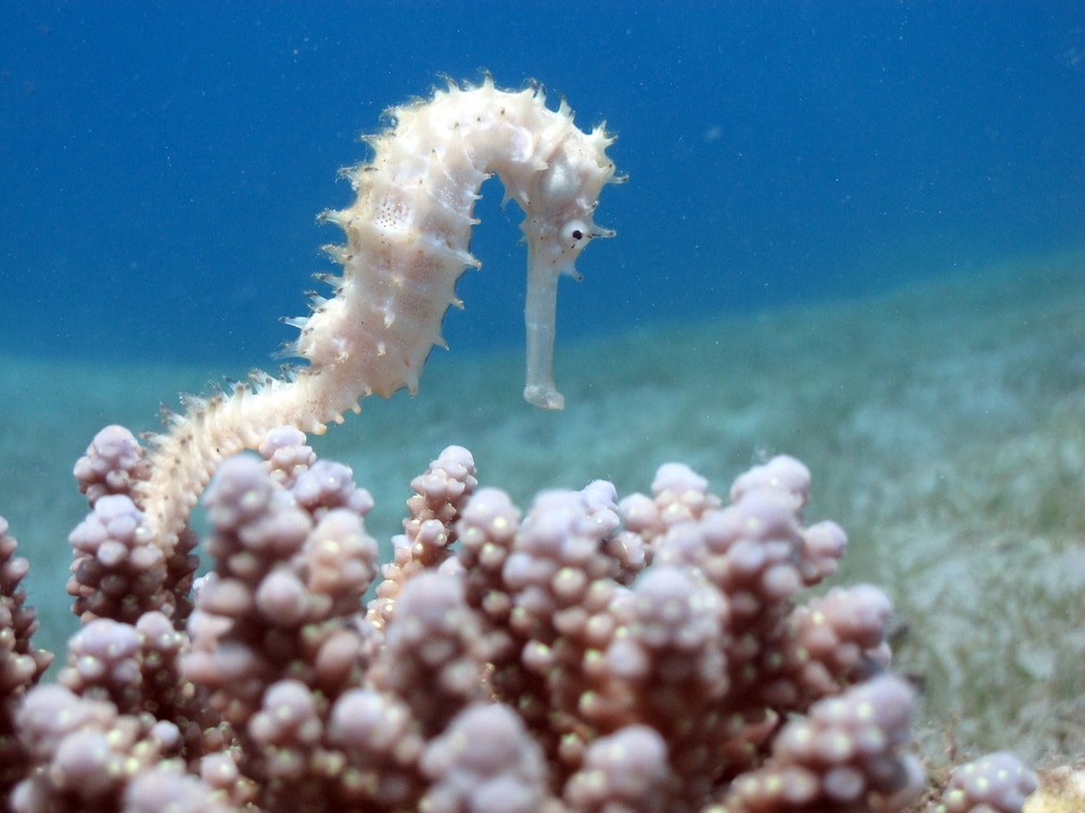 A White seahorse in the wild, using coral for a place to sit! 