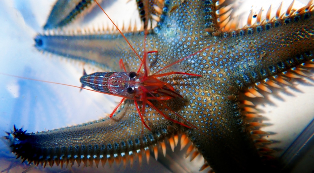 peppermint shrimp from Monaco