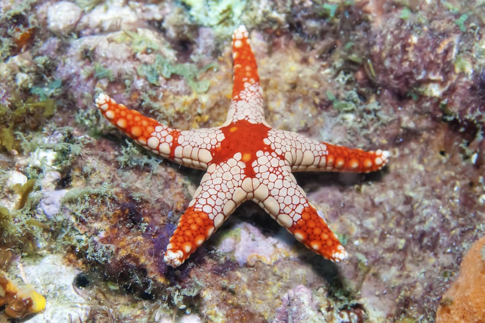 Beautiful Starfish species are a benefit to any reef Aquarium!