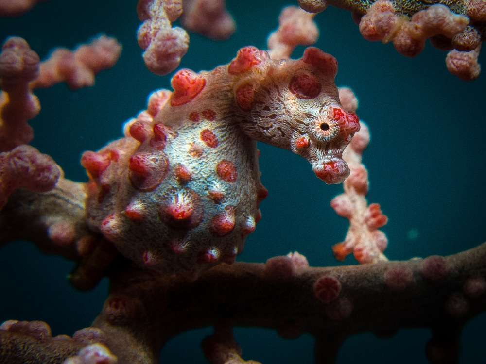 Seahorse aquarium best sale kit