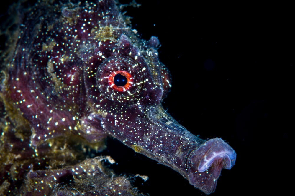 A seahorse close up!