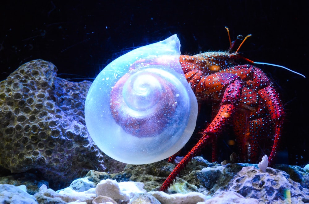 A very unique shell for a hermit crab!