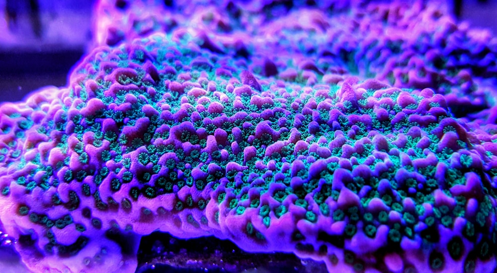 A beautiful sps coral