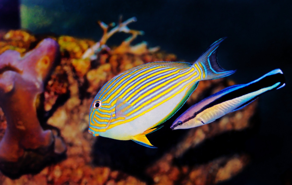 A tang being cleaned by a hawaiian cleaner wrasse