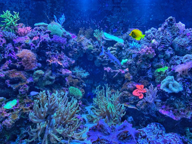 Carbon Dosing in the Marine Aquarium | Aquarium Help | AlgaeBarn