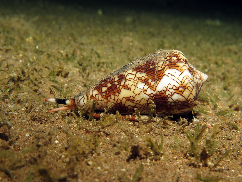 a snail cleaning detritus on the sea floor