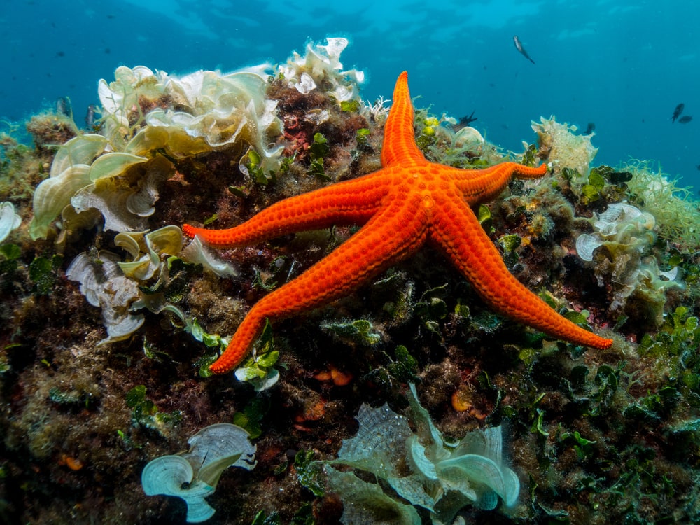 A starfish cleaning in the wild!