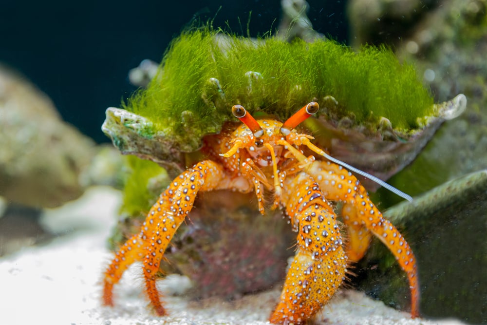 A very Hairy Hermit Crab!