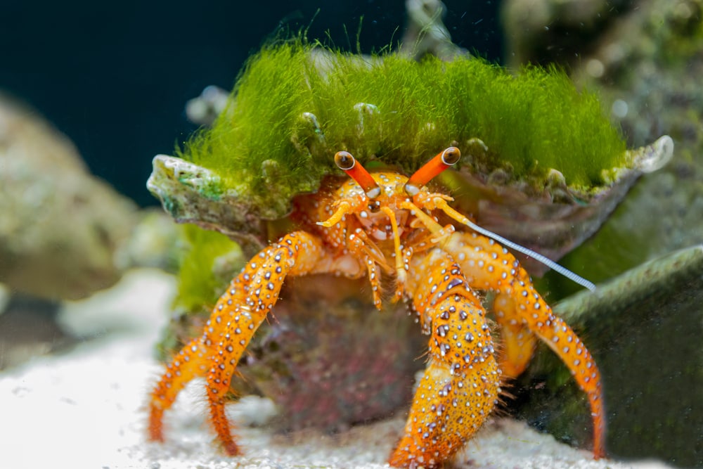 All About Saltwater Tank Crabs, Invertebrate Help