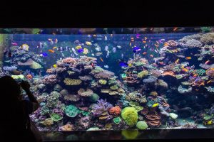 an amazingly well kept marine aquarium.