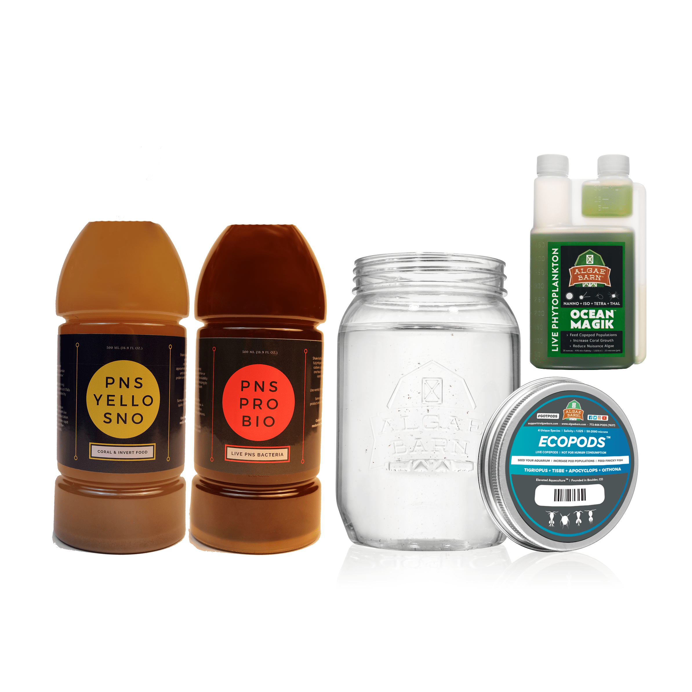 Tetraselmis A Big Fatty Alga Phytoplankton Education