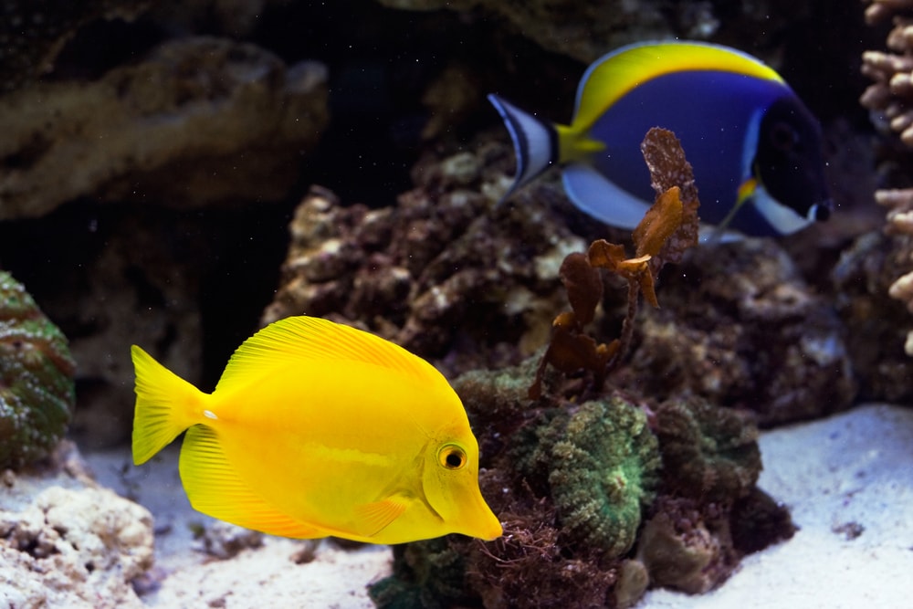 A Yellow Tang and a Powder Blue Tang Fish