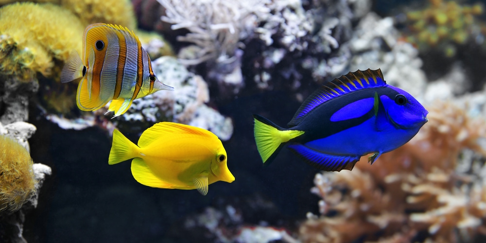 A Blue Tang and a Yellow Tang fish swimming together.