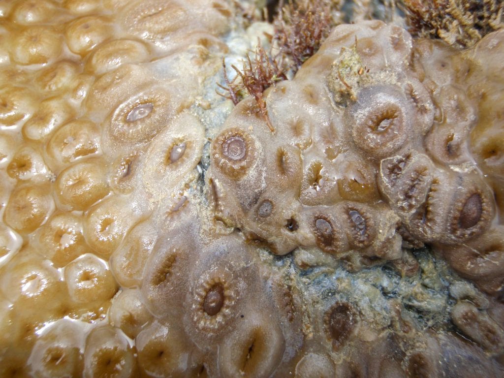 Coral Tissue Necrosis can destroy many coral types