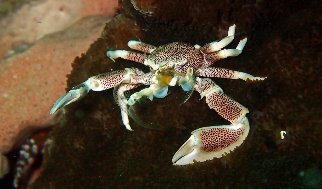 A Beautiful Porcelain anemone Crab