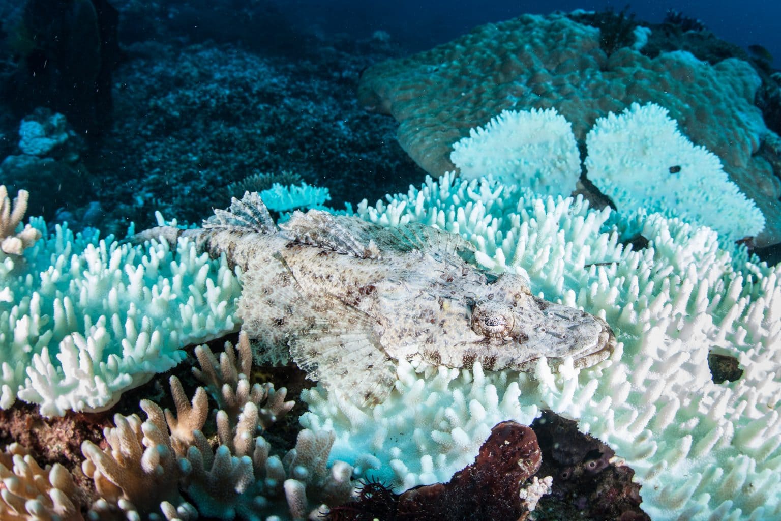 Coral Necrosis A Closer Look Coral Disease Help AlgaeBarn
