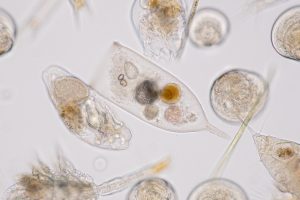 Copepods Under Microscope