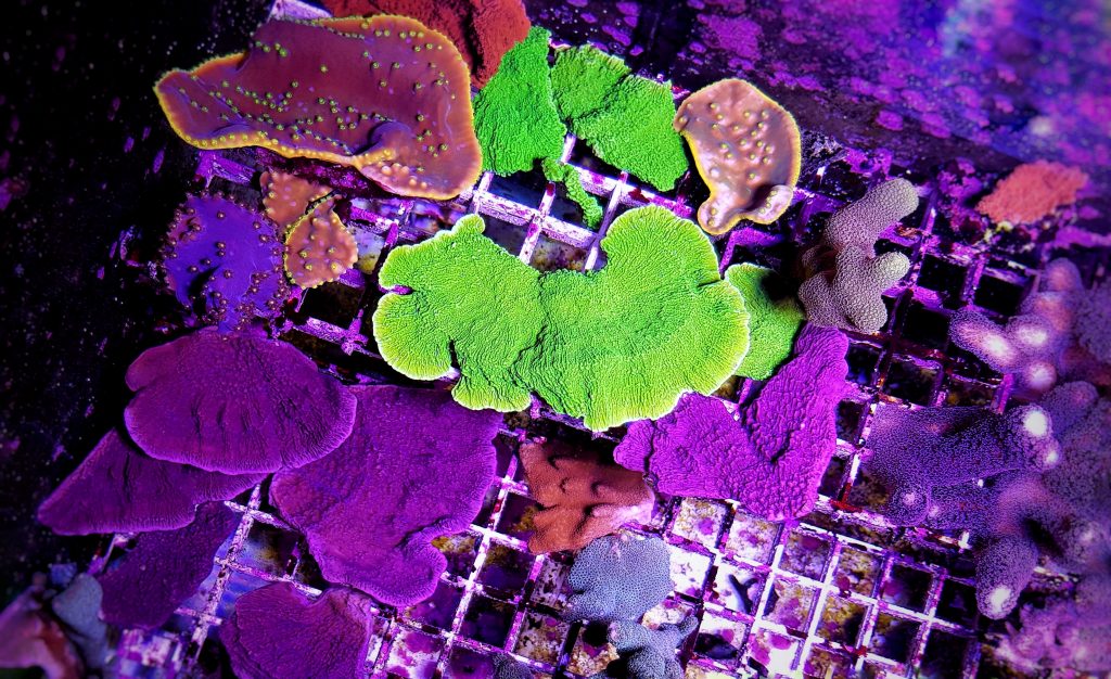 Sps Corals such as montipora add unique colors and textures to your aquarium