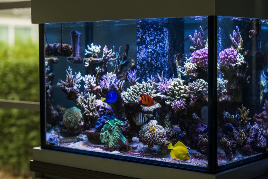 Saltwater fish tank sale