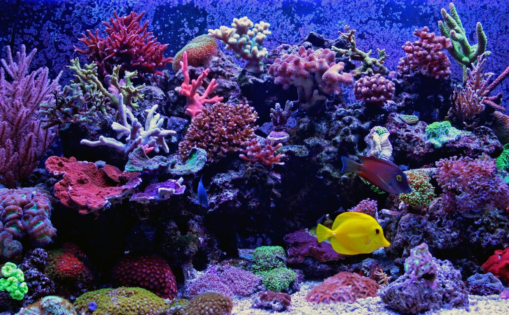 Unique Marine Aquariums Aquarium Design The Algae Lab