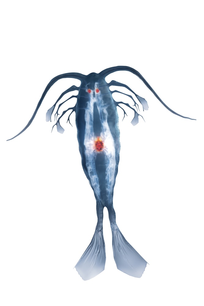 a Copepod Designed in a Digital Graphics Software