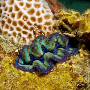 Crocea Clams are Beautiful Multicolored giant clams