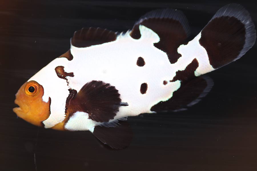 Biota Black Ice Clownfish Algaebarn Com