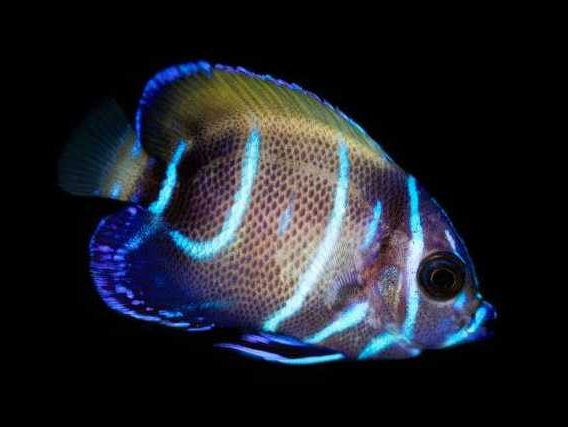 Majestic angelfish care sale