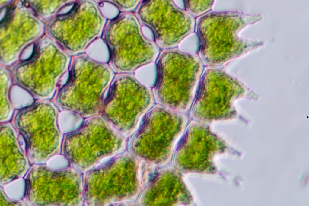phytoplankton under microscope