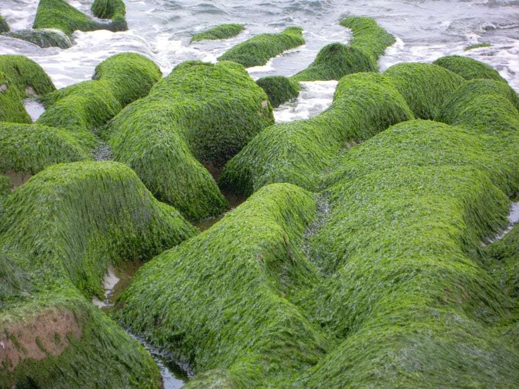 algae blankets these rocks in green!