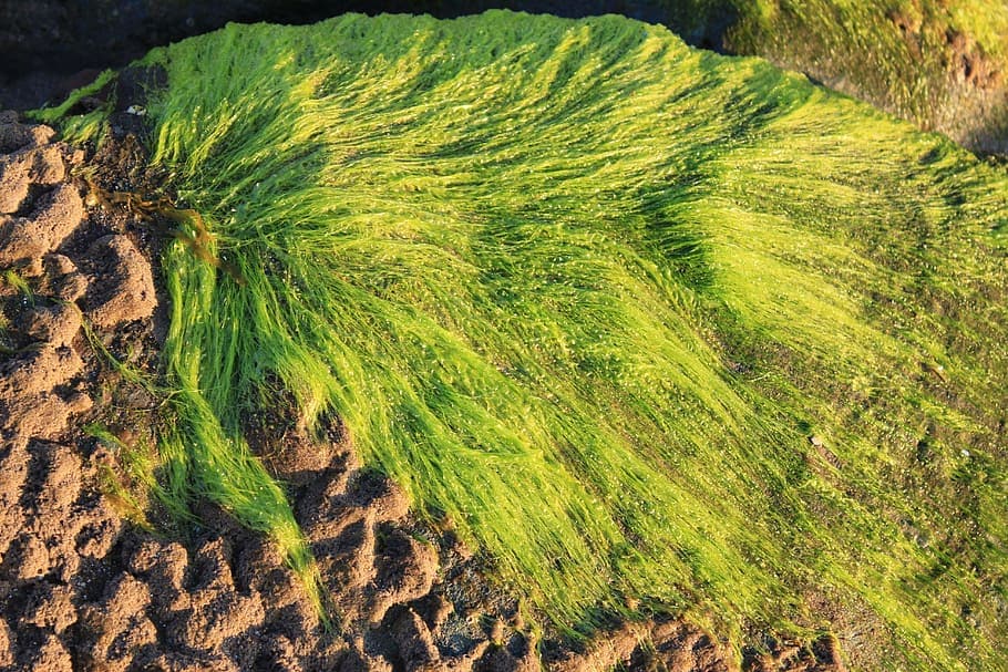 hair algae can be real trouble for marine aquariums.