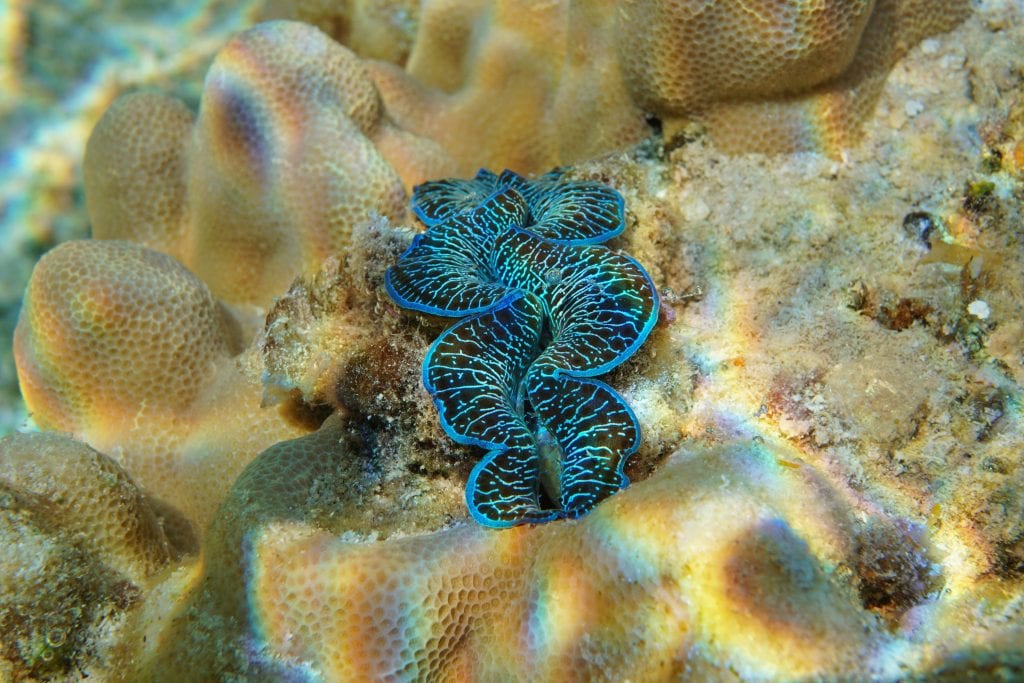 This Maxima Clam found a perfect Rock and Coral Home
