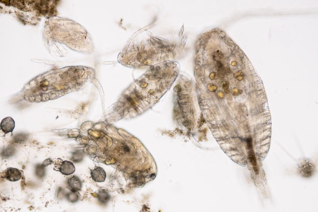 Close Up of Copepods