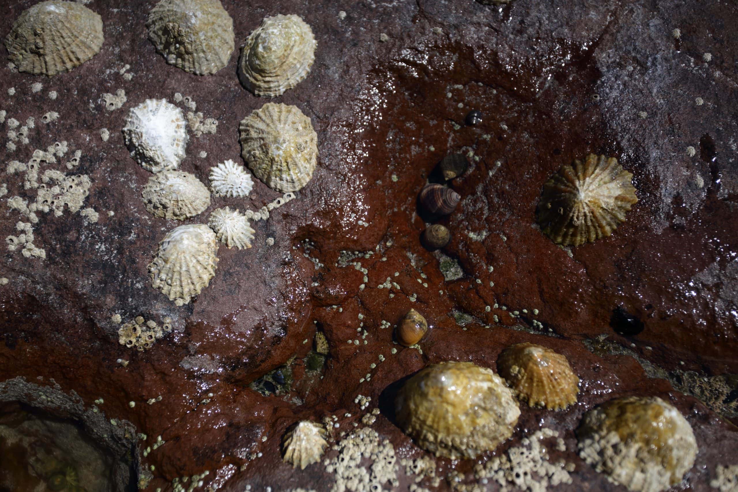 Limpets are incredible aquarium cleaners
