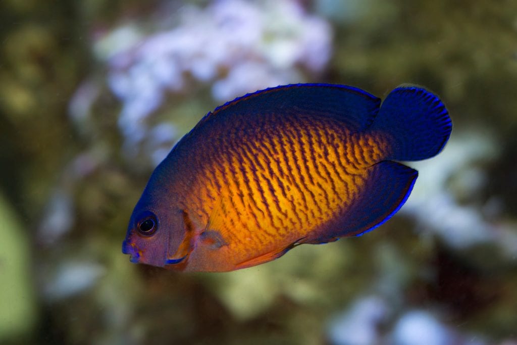 A beautiful pigmy coral beauty angelfish