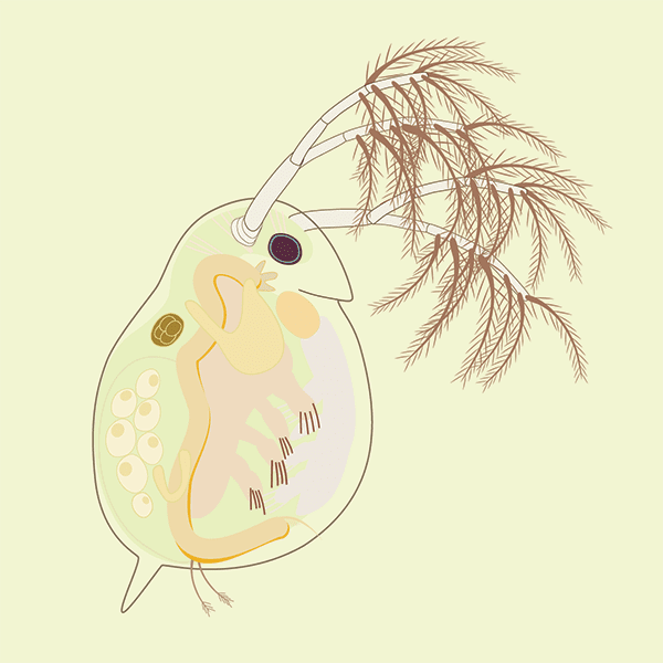 An Illustration of Daphnia