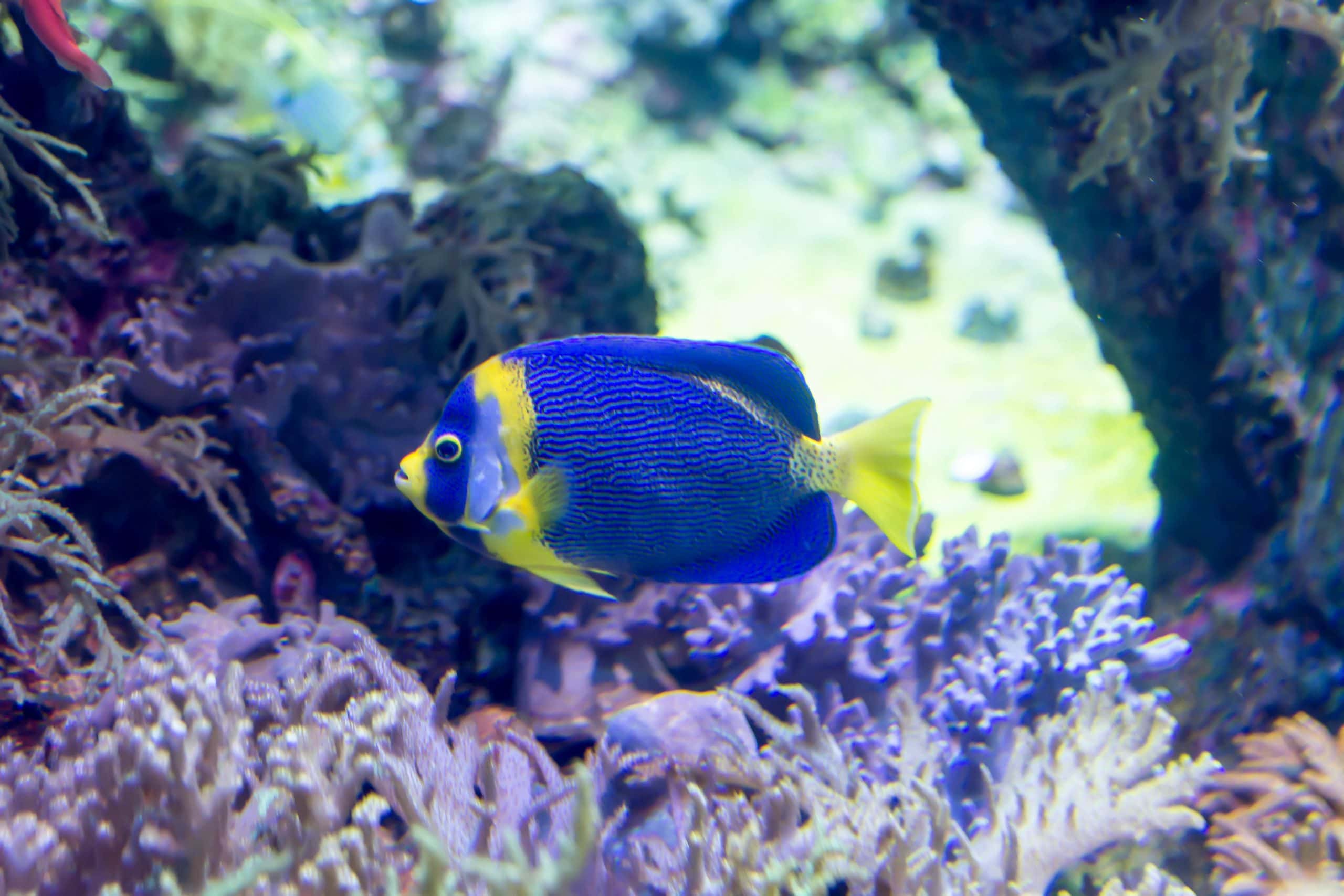 The Scribbled Angelfish