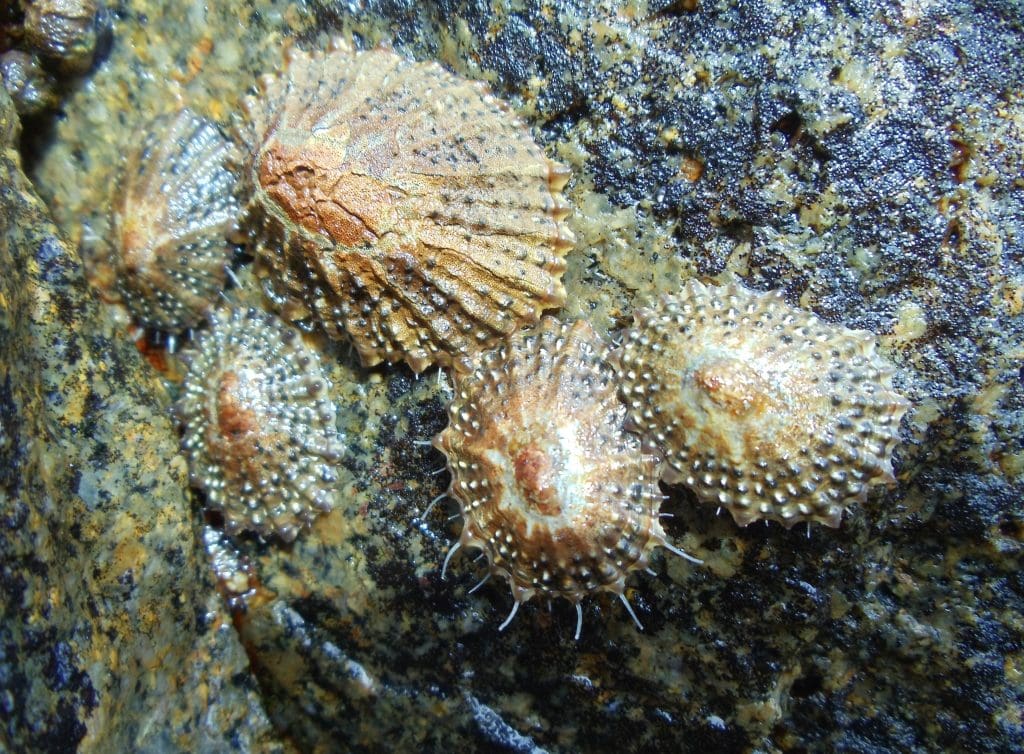 Limpets come in various shell styles