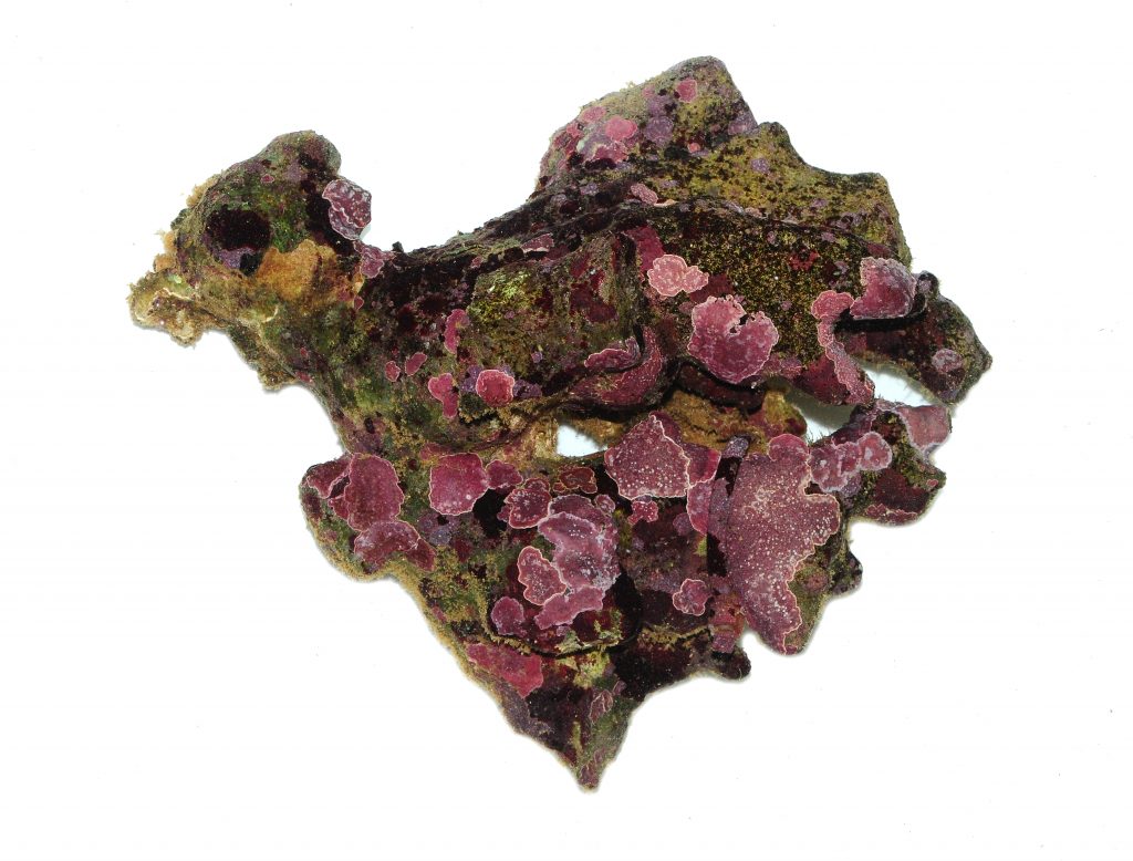 Coralline Algae Encrusted Rcok