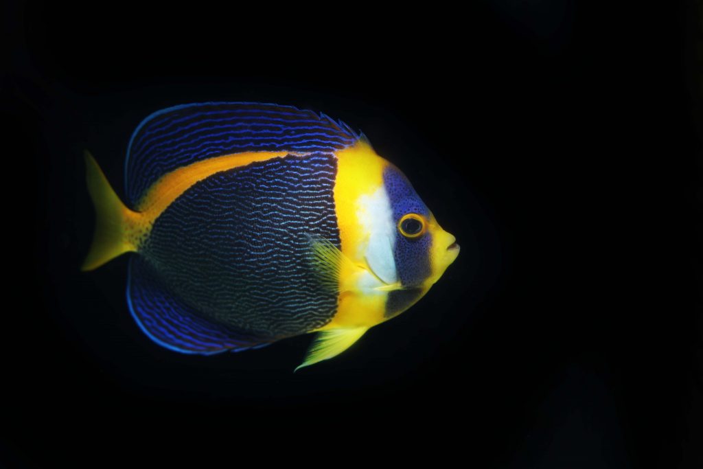 An impressive Angelfish