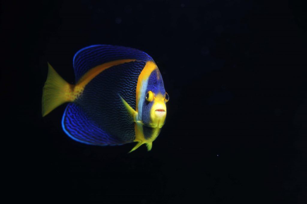 Beautiful Angelfish, from any angle