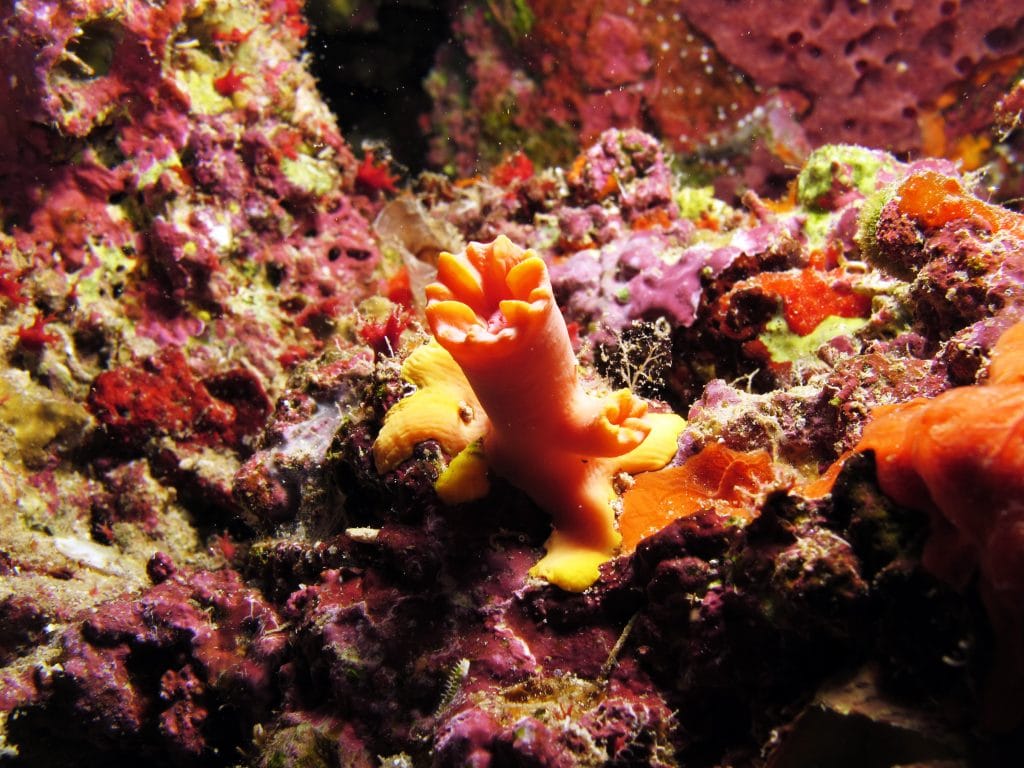 Various types and colors of Coralline Algae on this Rock