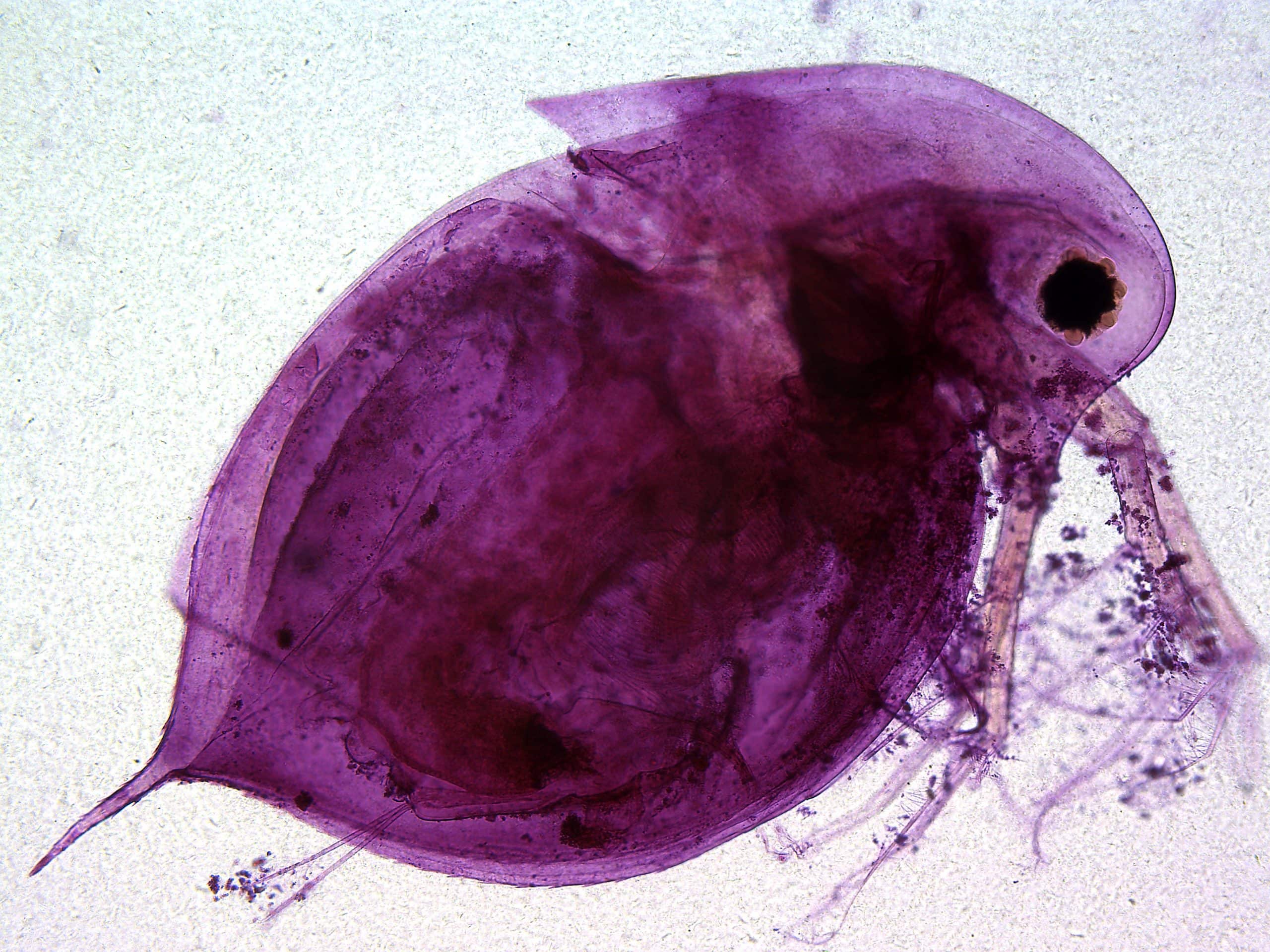 Daphnia are incredible little freshwater critters!