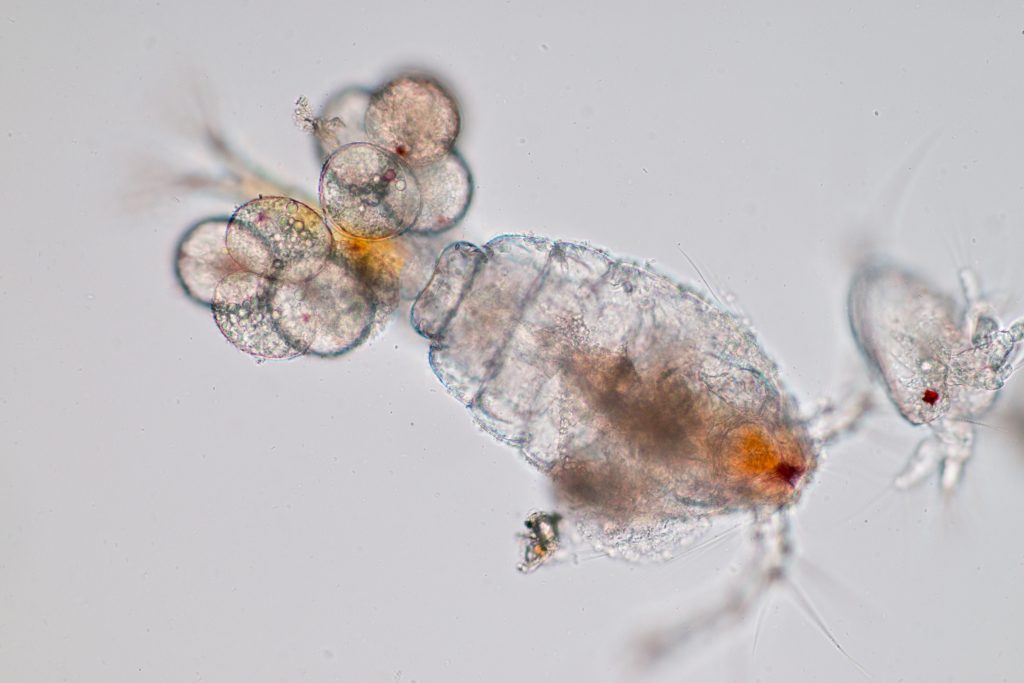 Copepods carrying Eggs