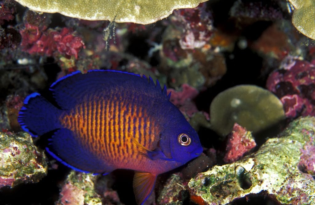Coral Beauty Angelfish have many variations in color