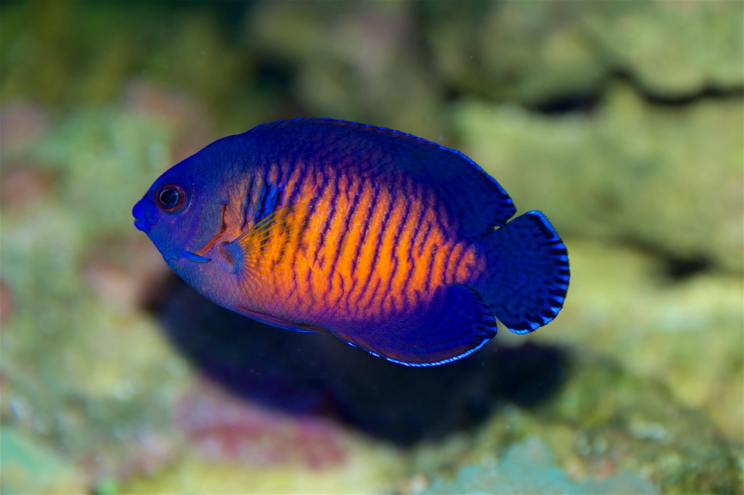 Coral Beauty Angelfish The Best First Angel Marine Fish Algaebarn Com