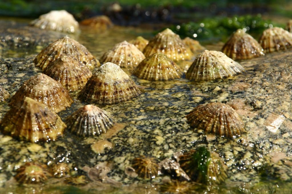 Limpets usually live and travel in colony groups