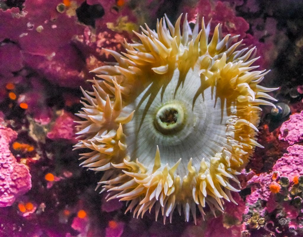 Coralline Algae Behind a Beautiful Coral